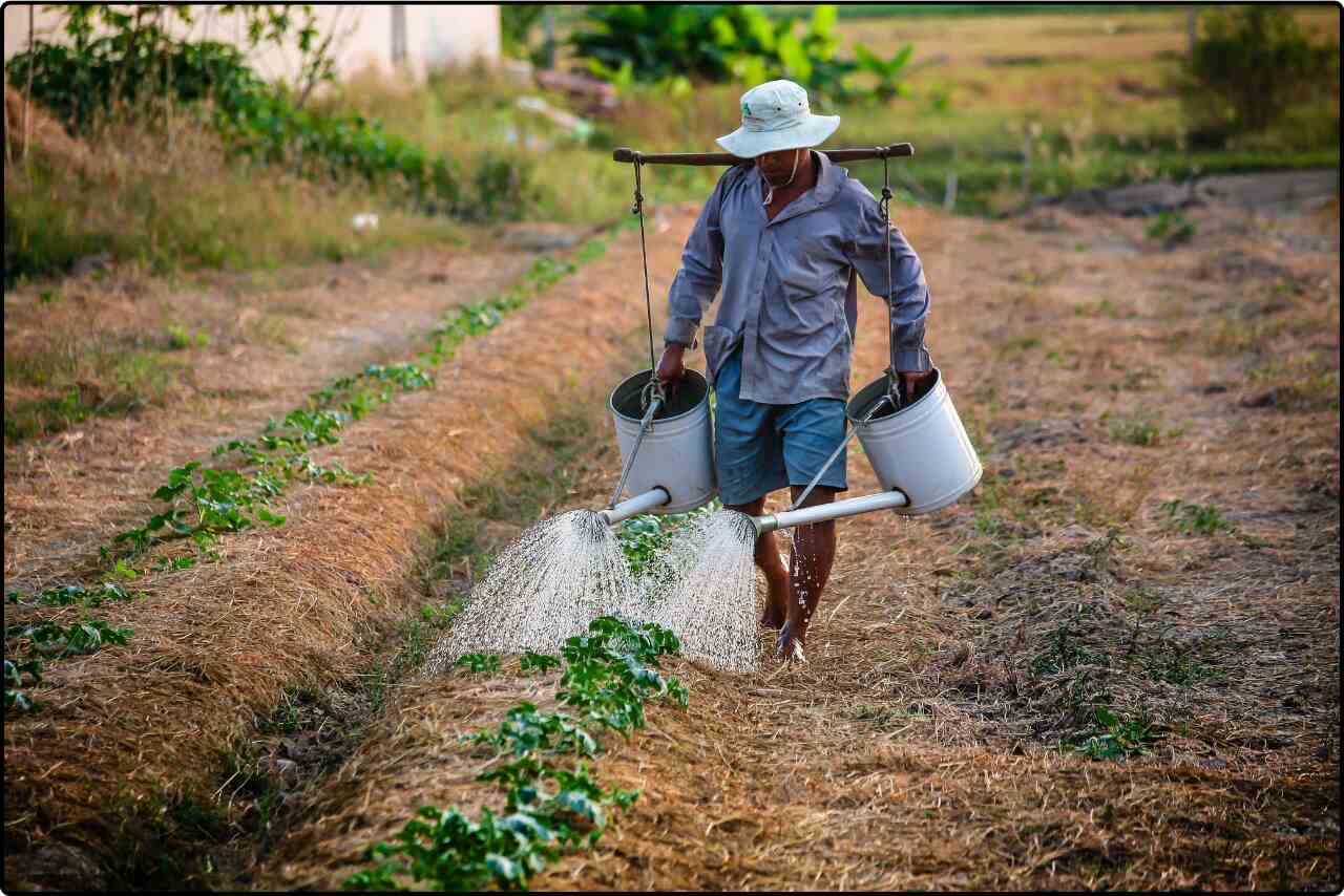 Indian farmer manually watering plants with a bucket in a field, with rows of crops in the background.